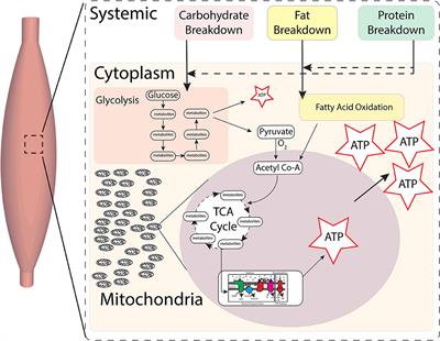 Skeletal Muscle Mitochondrial Physiology in Children With Cerebral Palsy: Considerations for Healthy Aging